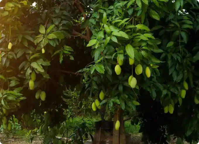 Mango Selection Process
