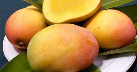 Fresh Indian Rajapuri Mangoes Combo of 10-12	