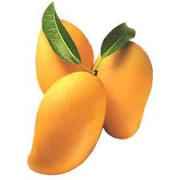 Fresh Indian Alphonso Mangoes Combo of 10-12 (Expected Delivery - 27-April-2023)