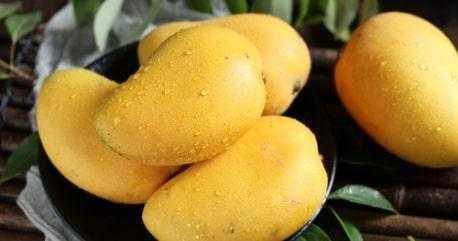 Fresh Indian Banganpalli Mangoes Medium Combo of 16-18